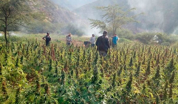 Fiscalía Antidrogas incineró 62 mil plantones de marihuana en Chincheros  	