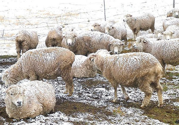 Huancavelica: Más de 6 mil vacunos, ovinos, porcinos y caprinos muertos