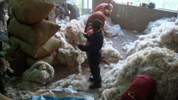 Huancavelica: Criadores venden más de 900 quintales de fibra de alpaca a empresa arequipeña