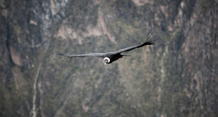  Â¿CuÃ¡ntos kilÃ³metros es capaz de volar el cÃ³ndor de los Andes sin mover las alas?