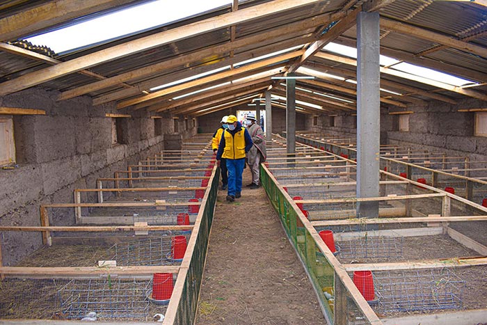 Entregan centro de producciÃ³n y comercializaciÃ³n de cuyes en centro poblado de Nueva Huillcayhua