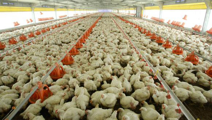 Consumo de productos avícolas no genera contagio de gripe aviar, indica Senasa