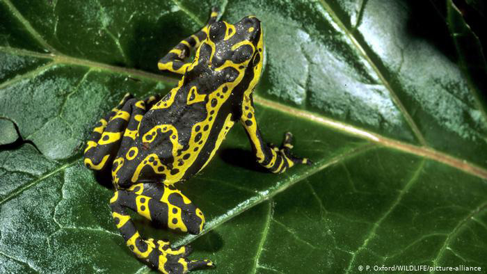 Hallan una nueva especie rana arlequín en un bosque peruano