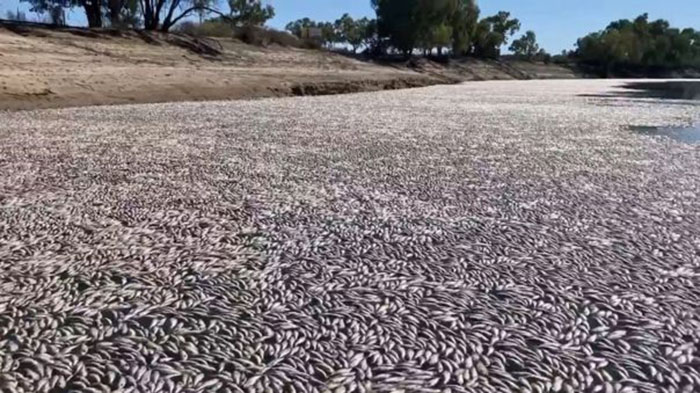 Millones de peces muertos bloquean un rÃ­o australiano