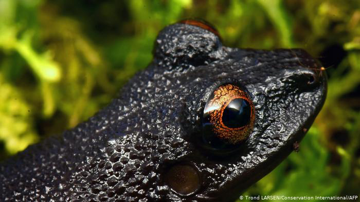 Una expediciÃ³n descubriÃ³ 20 nuevas especies de flora y fauna en Bolivia