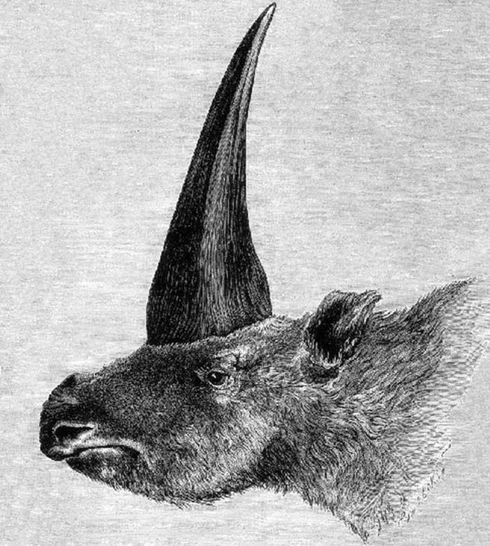 El Ãºltimo unicornio siberiano sobre la Tierra