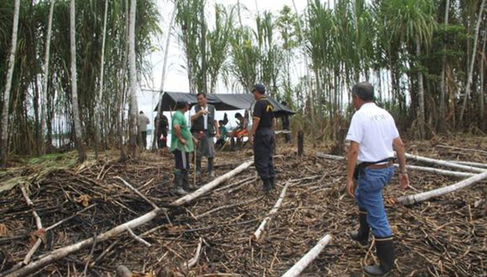 Defensoría insta al Estado a tomar acciones efectivas contra la tala ilegal