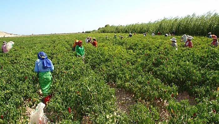 OCDE recomienda a Perú acabar con los beneficios fiscales para grandes agroexportadoras
