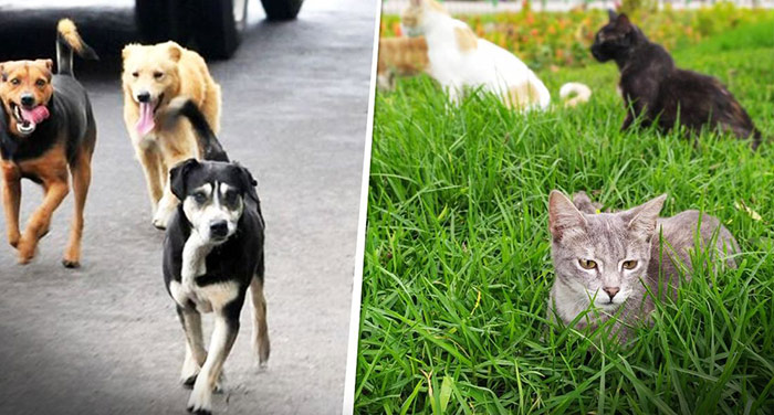Ley cuatro patas: quÃ© es y por quÃ© urge aplicar una polÃ­tica de esterilizaciÃ³n de mascotas
