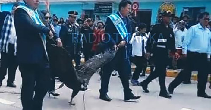 SERFOR Apurímac archiva denuncia contra alcalde de Coyllurqui por exhibir cóndor andino en desfile cívico