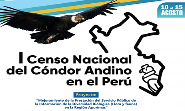 GORE APURÍMAC PARTICIPARÁ EN EL I CENSO NACIONAL DEL CÓNDOR ANDINO “VULTUR GRYPHUS”