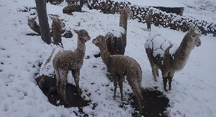 Cusco: distritos de Chumbivilcas registraron nevadas con alturas entre 10 y 70 centímetros