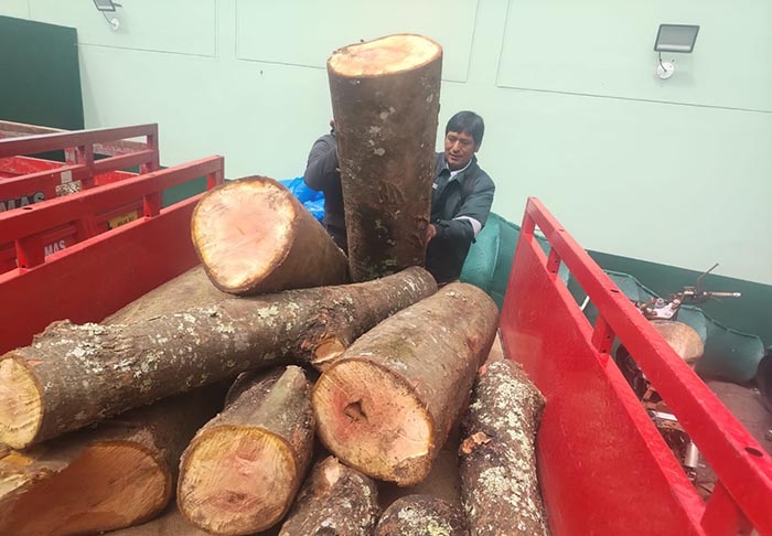 SERFOR y PNP incautan madera de la especie cedro en Tejahuasi 