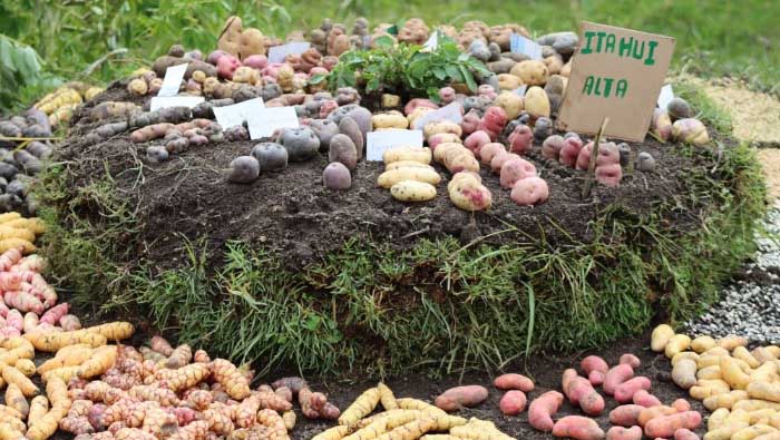 Ministerio de Agricultura reconoce a Chacoche en Apurímac como la onceava Zona de  Agrobiodiversidad