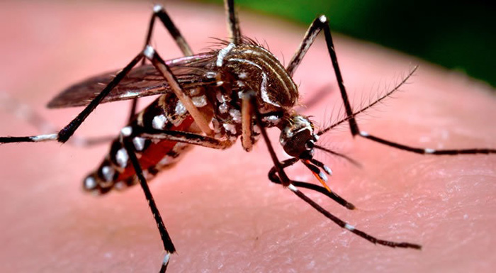 Madre de Dios: mantiene alto riesgo de muerte por contagios de dengue