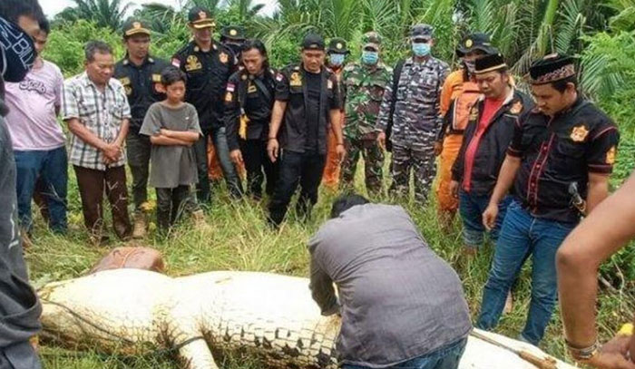 Un enorme cocodrilo se traga a un niño de 8 años, los vecinos matan al reptil y extraen el cuerpo intacto del menor
