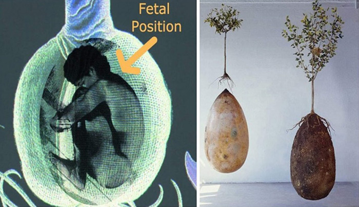 Â¿El fin de los ataÃºdes?: entierros ecolÃ³gicos convierten los cuerpos en semilla para un Ã¡rbol