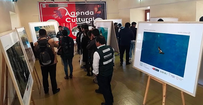 36 cóndores fueron registrados en I Censo Nacional del Cóndor Andino realizado en Apurímac