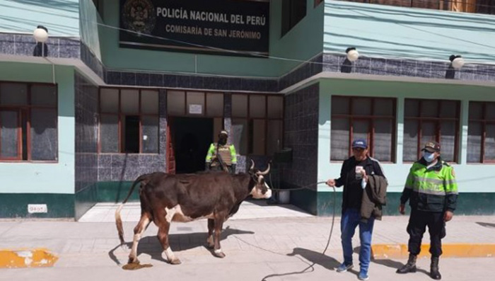 Policías de Comisaría de San Jerónimo recuperan vaca robada 