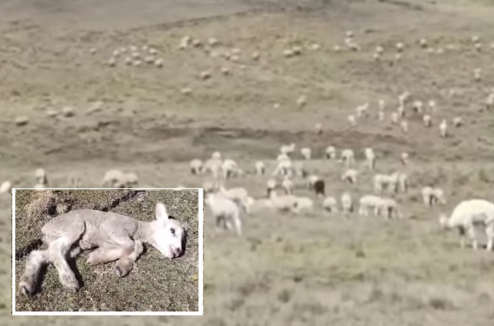 Huancavelica: falta de agua mata a alpacas y ovinos
