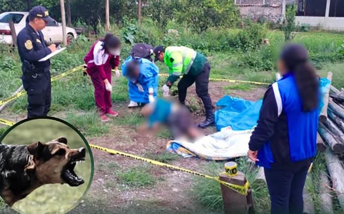 Jauría de perros ataca y mata anciano en Cansichihua
