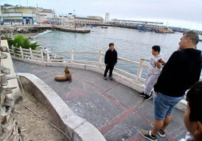 Moquegua: lobos marinos recorren el centro de Ilo en busca de alimento