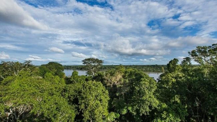 Cambios en la legislaciÃ³n forestal: Â¿QuÃ© significan?