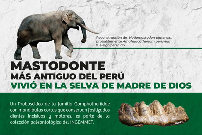 Hallan fÃ³siles de mastodonte de 9.5 millones de aÃ±os que viviÃ³ en la selva del PerÃº