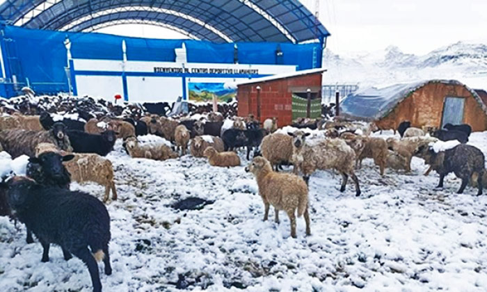 Intensa nevada afecta sembríos y animales domésticos en Cotabambas