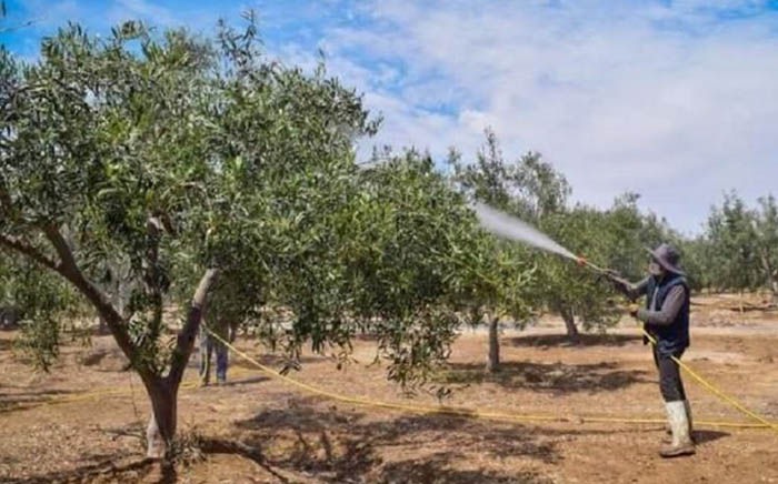 Tacna: advierten que hasta el 80 % de la producción de olivo podría verse afectada por el fenómeno El Niño