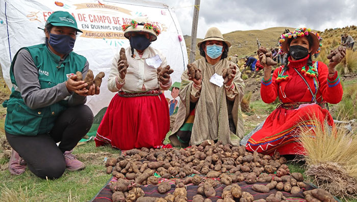 Productores mejorarÃ¡n producciÃ³n de mÃ¡s 300 variedades de papas nativas en Lambrama