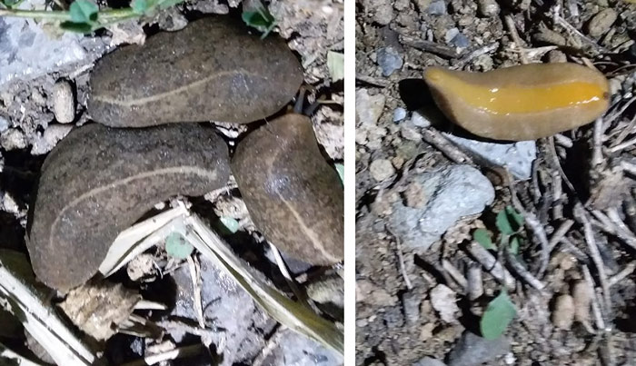 Aparece plaga de babosas en chacras de Accopampa 