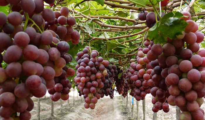 Moquegua: productores de uva buscan llegar al mercado colombiano
