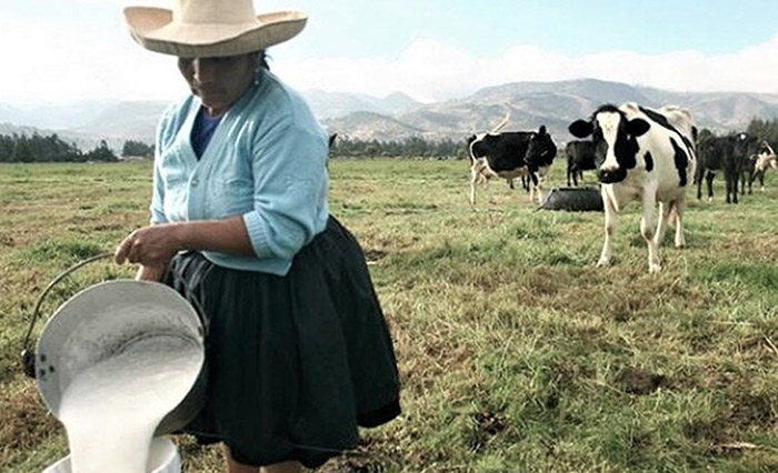 Arequipa: Gloria y Laive pagan S/ 1 el litro de leche a productores desde hace 10 aÃ±os