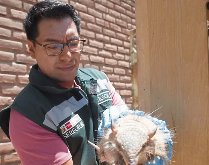 Arequipa: prohíben uso de animales en rituales y “limpias” de fin de año