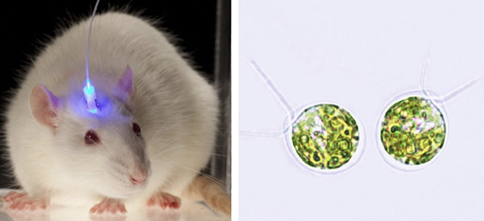 El alga que revolucionará las neurociencias