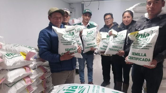 Más de 6 toneladas de semillas de quinua y maíz amiláceo de calidad para mejorar producción agraria de Apurímac