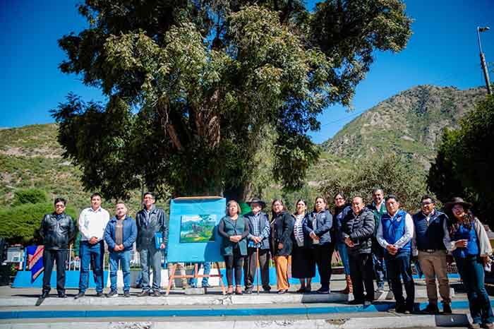 Árbol con más de 400 años ubicado en Chalhuanca es reconocido como patrimonio por SERFOR 