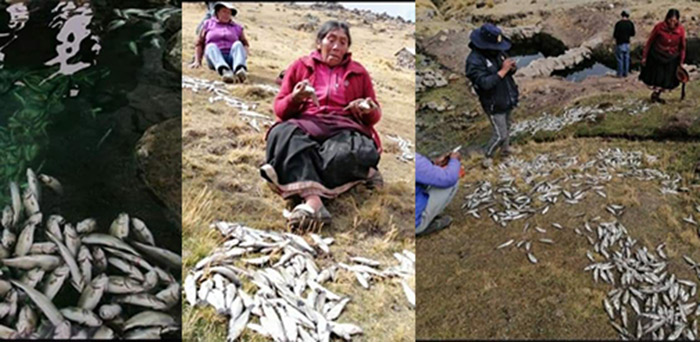 Desconocidos tiran veneno a criadero artesanal matando toda la producciÃ³n de truchas 