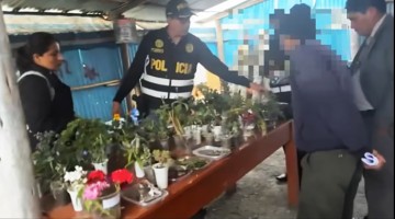 Allanan vivero informal donde se cultivaba plantas de marihuana y amapola, en San Jerónimo 