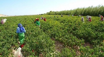 OCDE recomienda a Perú acabar con los beneficios fiscales para grandes agroexportadoras