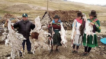Ayacucho: heladas pone en riesgo de muerte población de alpacas