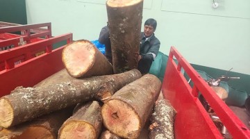 SERFOR y PNP incautan madera de la especie cedro en Tejahuasi 
