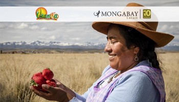 Día de la Tierra: Mujeres usan sistema de bombeo solar para producir fresas en las alturas del Cusco
