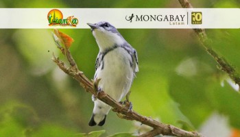 Día Mundial de las Aves Migratorias: la ciencia ciudadana como pilar de la conservación