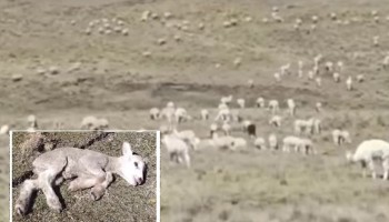 Huancavelica: falta de agua mata a alpacas y ovinos