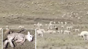 Huancavelica: falta de agua mata a alpacas y ovinos