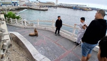 Moquegua: lobos marinos recorren el centro de Ilo en busca de alimento