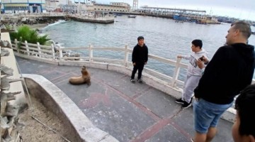 Moquegua: lobos marinos recorren el centro de Ilo en busca de alimento