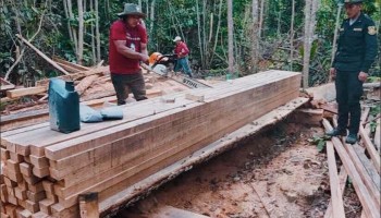 Madre de Dios: incautan 800 pies tablares de la especie Castaña en ruta a Mazuko - Inambari